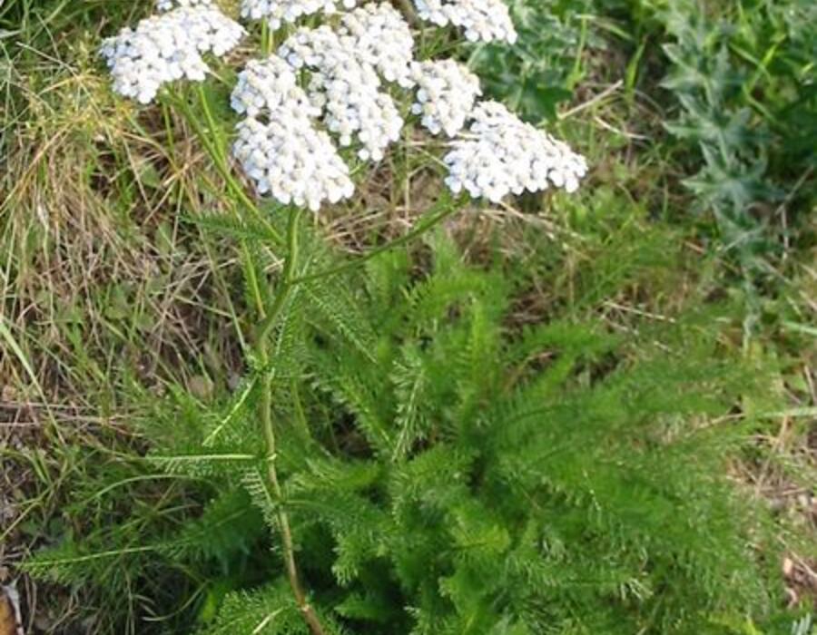 450px-achillea_millefolium_20041012_2574.jpg