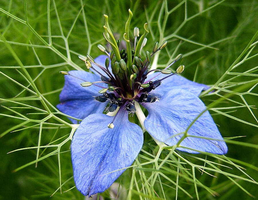 800px-2007-10-25nigella_damascena_09.jpg