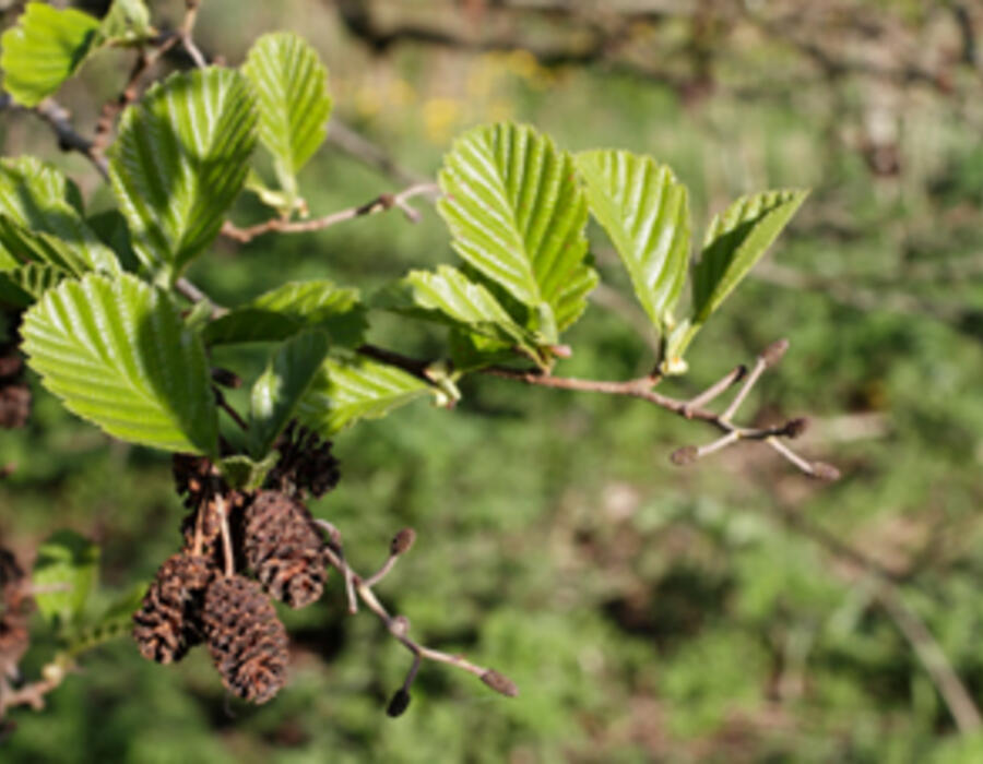 aldertreeleaves.jpg