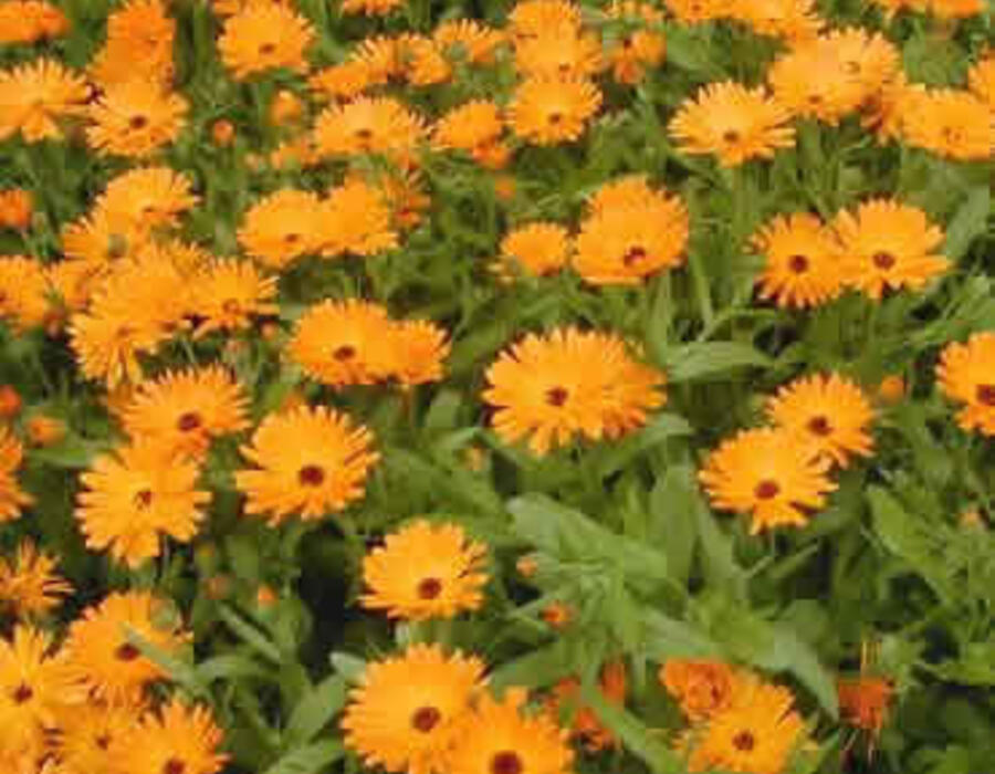 calendula642.jpg