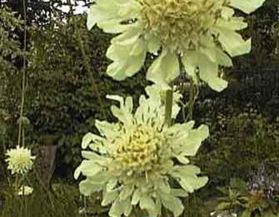 cephalaria_gigantea.jpg