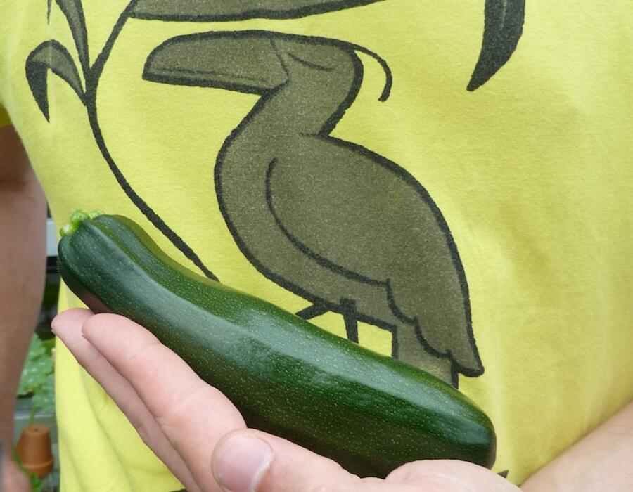 courgette.jpg