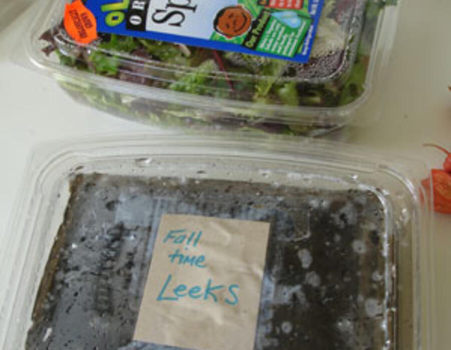 diy-seed-starting1.jpg