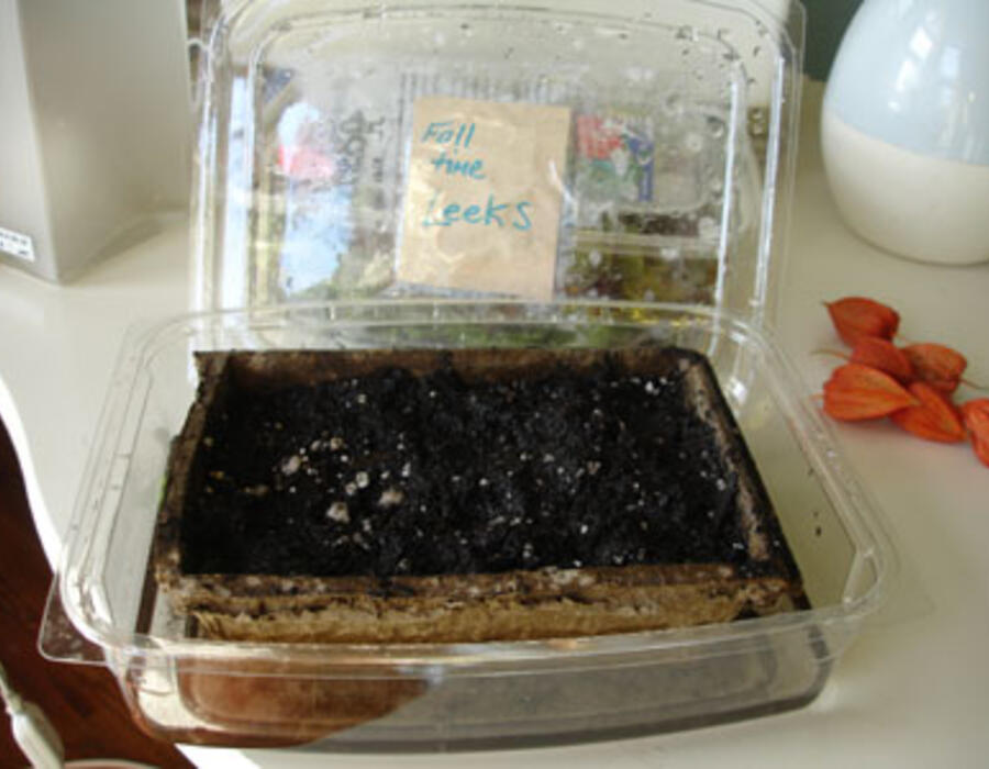 diyseed21.jpg