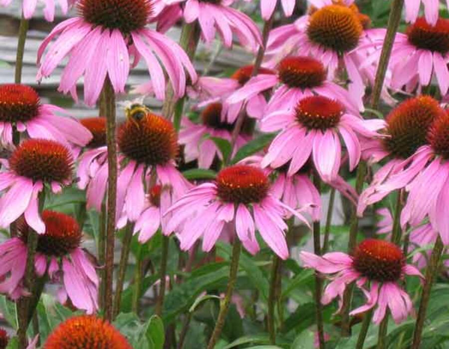 echinacea_600w.jpg