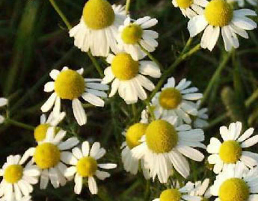 matricaria20chamomilla.jpg