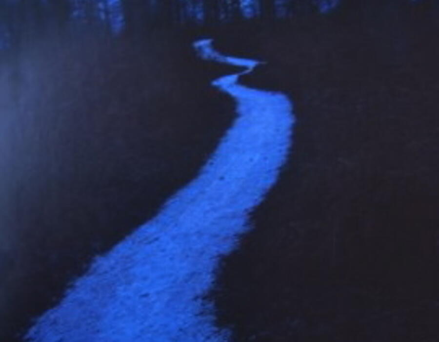 night_walk.jpg