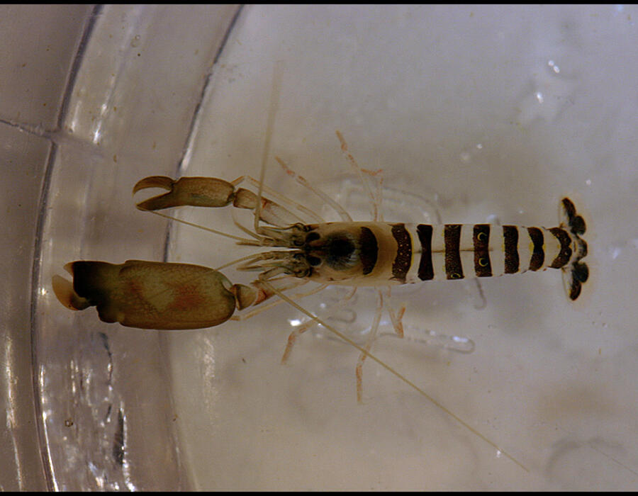 pistol_shrimp1.jpg