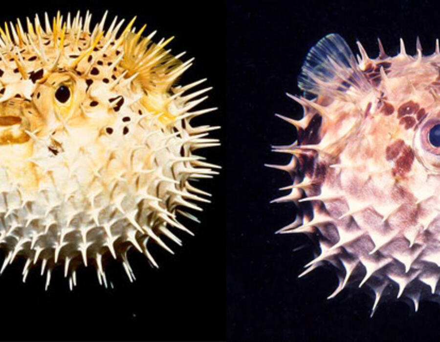 puffer.jpg