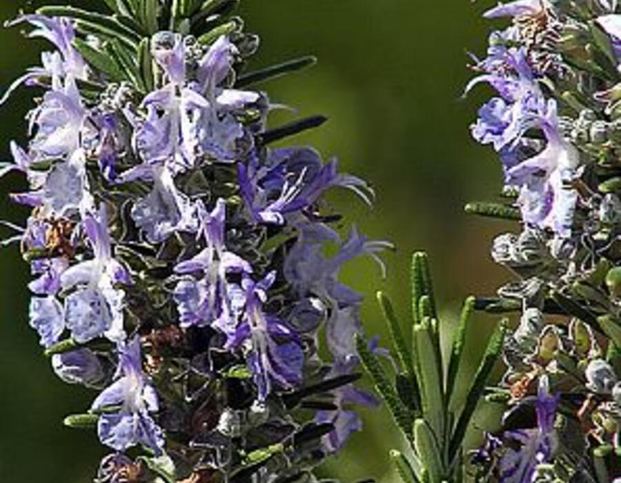 rosmarinus_officinalis_albenga_.jpg