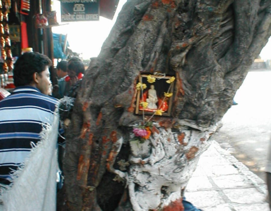 shrine_in_the_tree.jpg