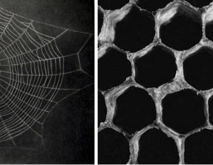 spiderweb.jpg