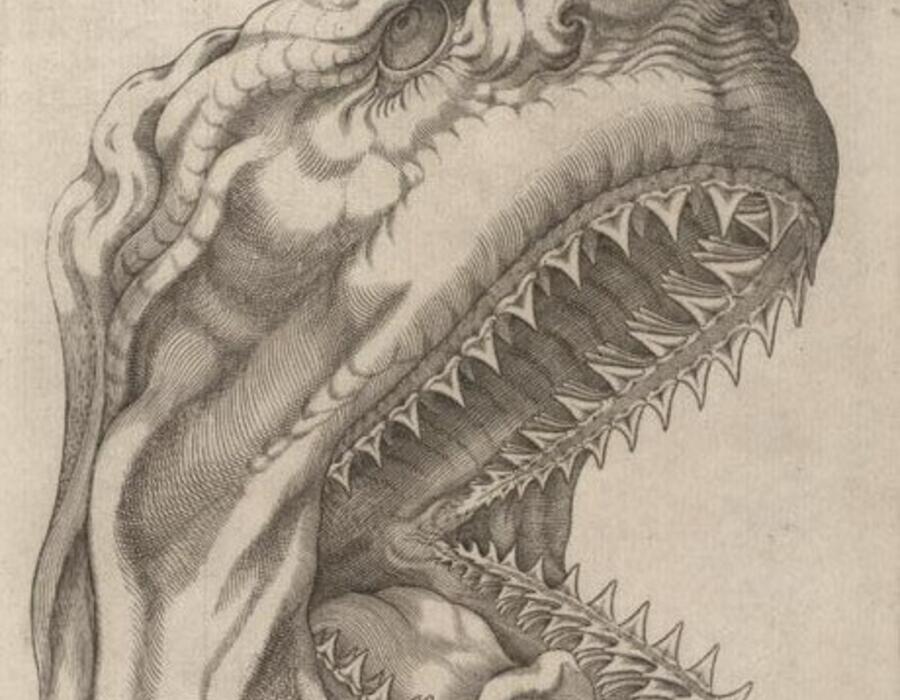 stenson_1667_canis_carchariae_dissectum_caput.jpg