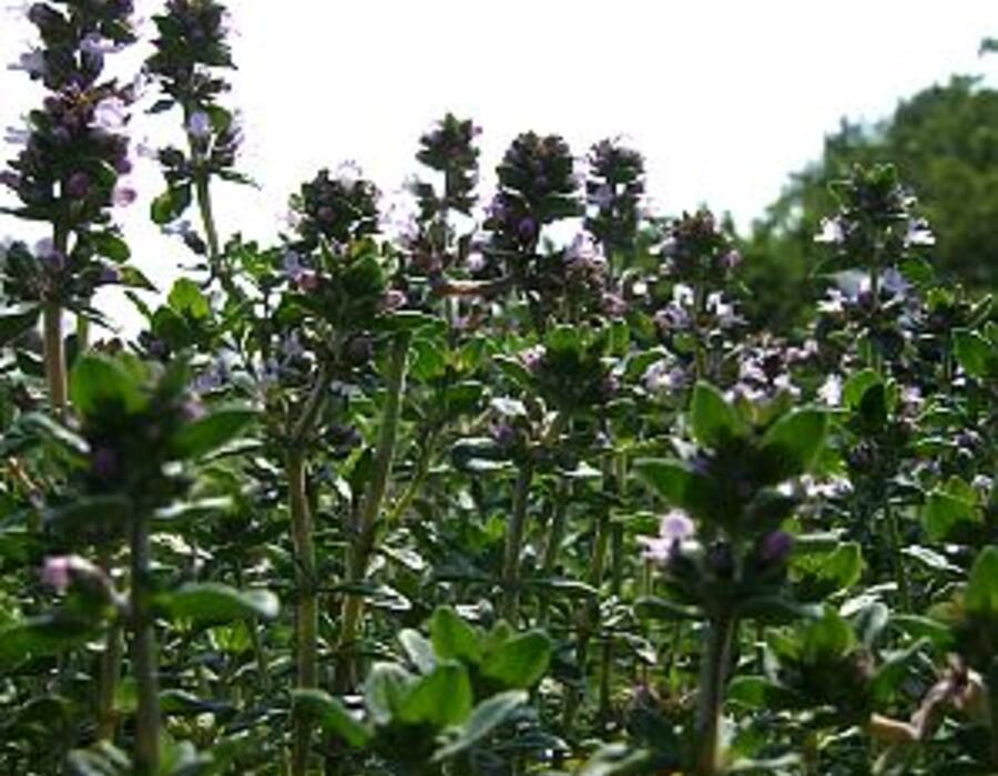 thymus_citriodorus_.jpg