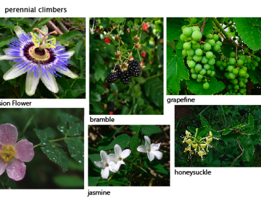vines-pr.png
