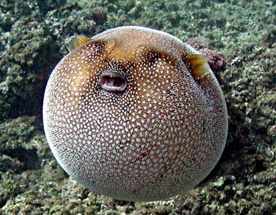 windowslivewriterpufferfish-229arothron-meleagris-by-nps-12.jpg