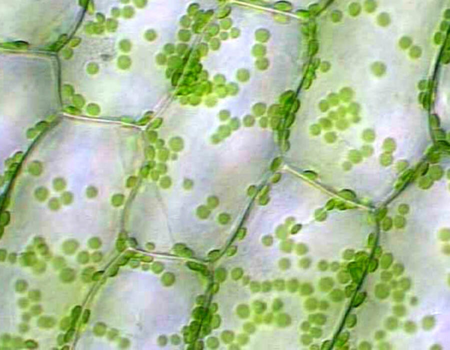 www.luc.edu_depts_biology_111_organisms.jpg